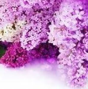 Meet your Posher, Wanda